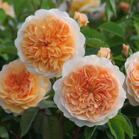David Austin Rose Port Sunlight apricot rosette blooms, glossy green foliage at Pengelly Garden Centre Cornwall