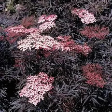 Sambucus nigra 'Black Lace' 17cm