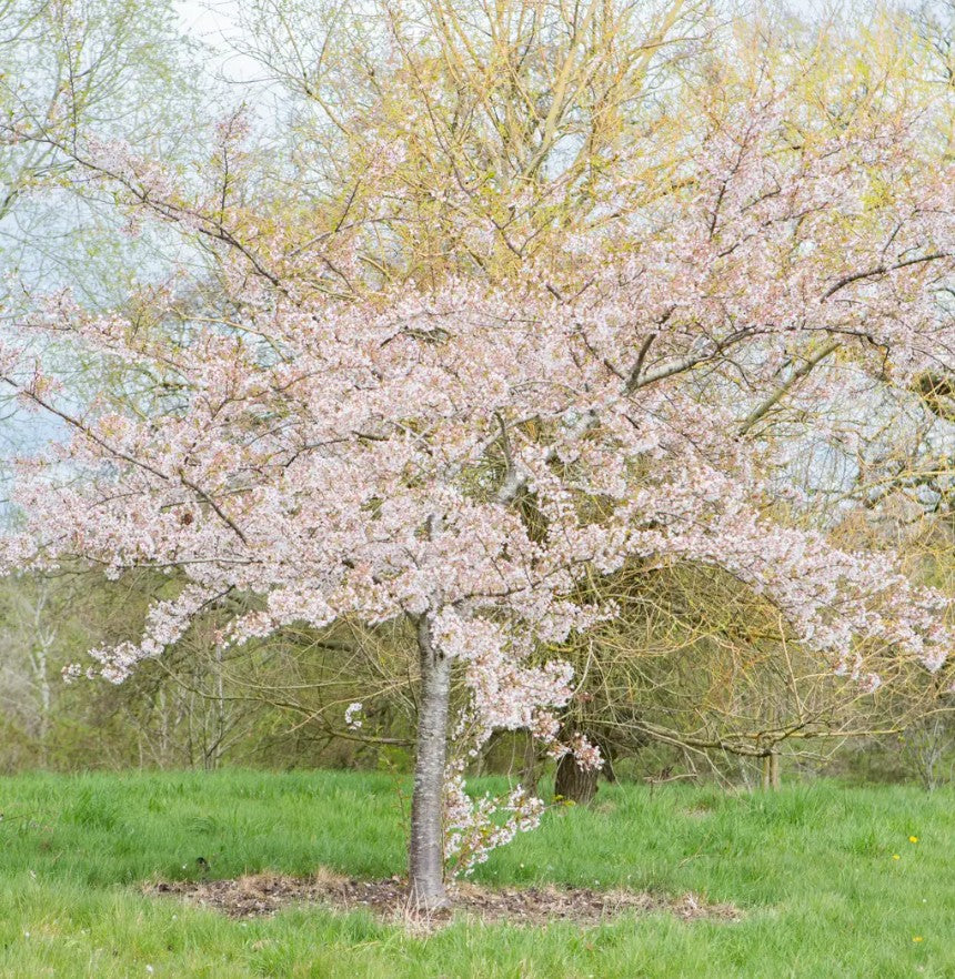Prunus x yedoensis — 12L Container
