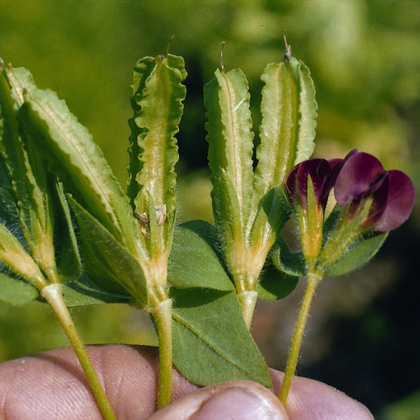 Asparagus pea plant with slender green pods and pea tendrils on garden soil