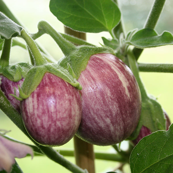 Aubergine Pinstripe plant with purple and white striped fruits hanging among green leaves