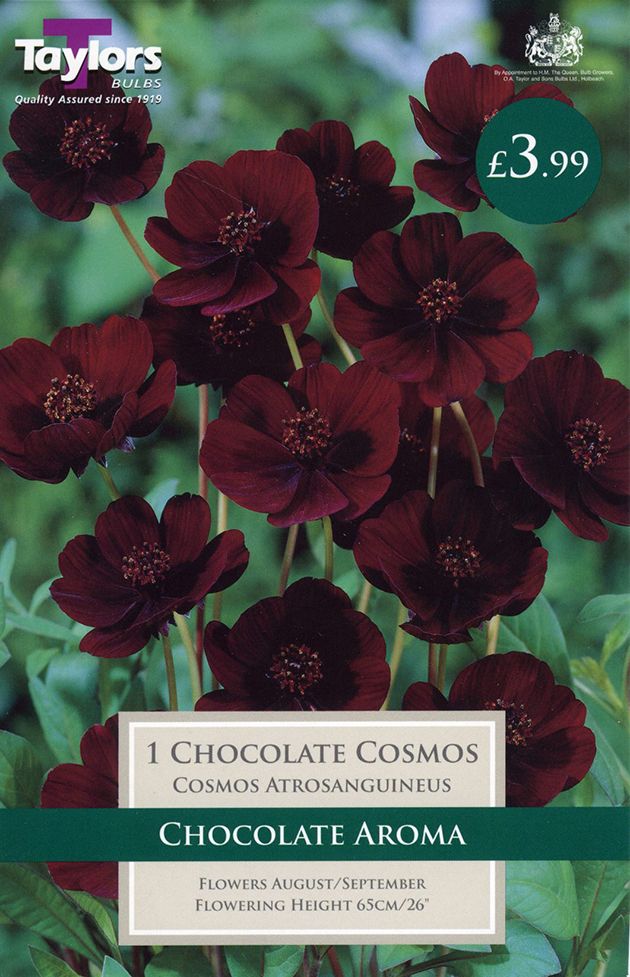 assorted spring bedding plants in black nursery trays with pansies, violas and primulas for garden planting