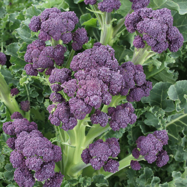 Purple sprouting broccoli Claret showing deep purple florets on slender green stems ready for harvest