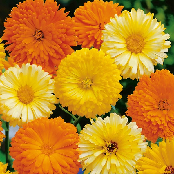 Orange calendula (pot marigold) bedding plants with bright daisy-like blooms in nursery pots