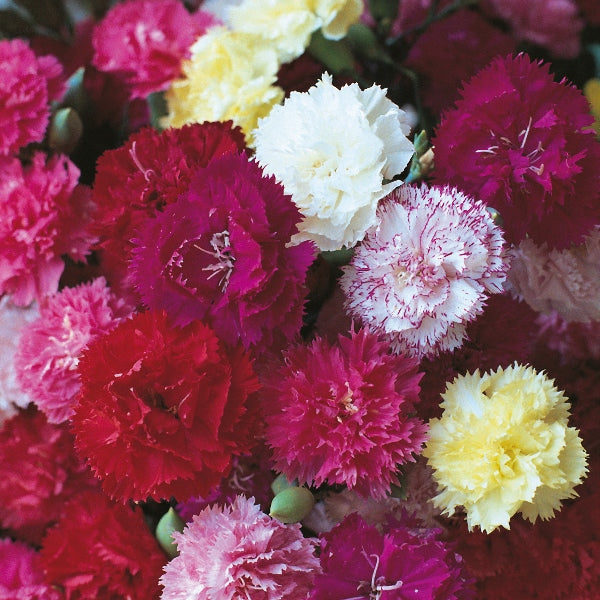 pink carnation (Dianthus caryophyllus) with ruffled petals and green foliage