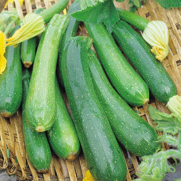Courgette Partenon plant with multiple glossy dark green elongated courgettes and large ribbed leaves