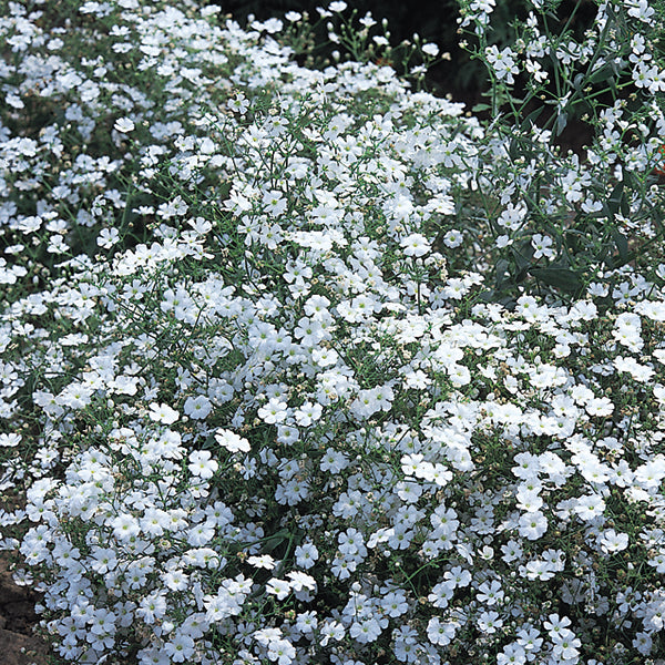 Gypsophila (baby's breath) mass of airy white blooms spilling over a cottage garden border