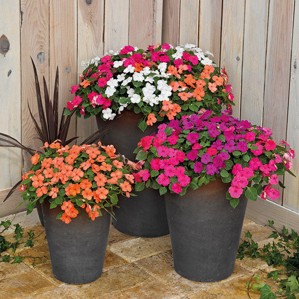 Impatiens Lollipop bedding plant with compact mounds of double pink flowers and glossy green foliage