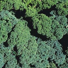 Kale Winterbor plant with frilly dark green edible leaves, hardy winter brassica ideal for vegetable garden