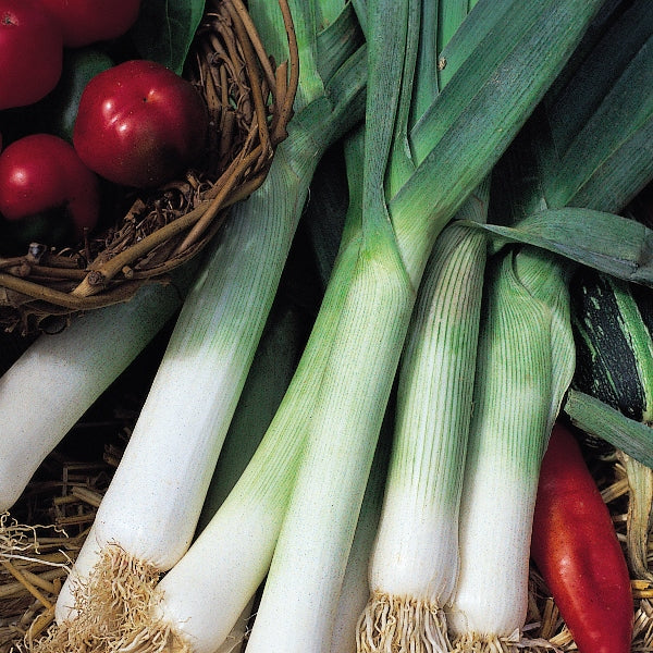 Leek Jolant variety showing thick white stems and blue-green leaves, ready for harvesting