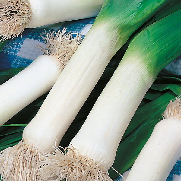 Mammoth leek seedling plugs grown in a black nursery pot ready for planting