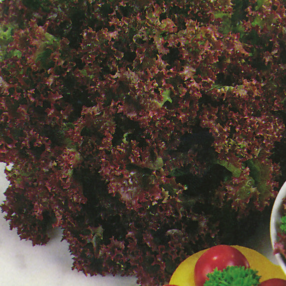 Lollo Rossa looseleaf lettuce with ruffled burgundy-red frilly leaves for salads