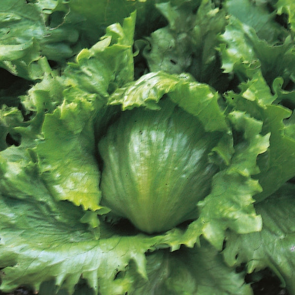 Webb's Wonderful lettuce heads with crisp frilled green leaves ready for harvesting