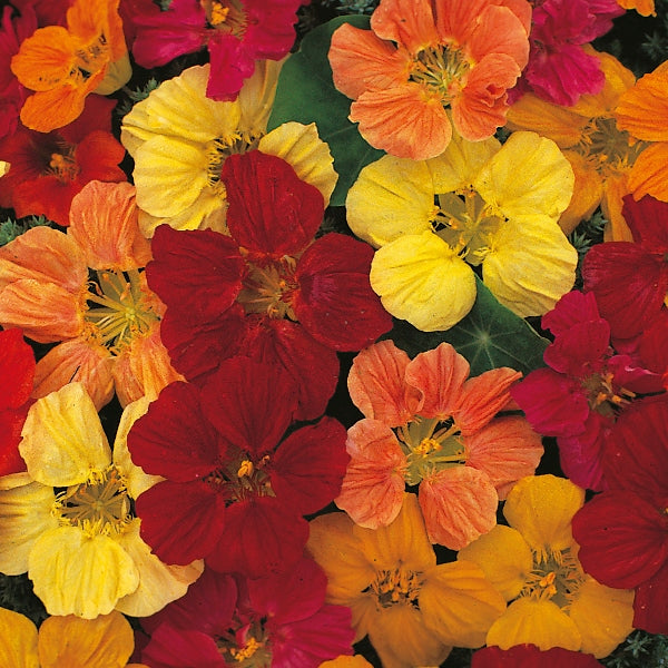 Compact Nasturtium Tom Thumb mix with bright orange, red and yellow flowers and round green leaves