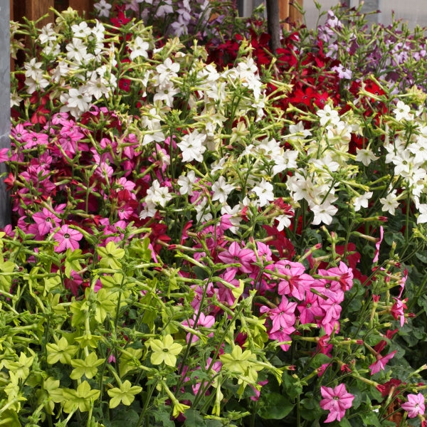 Nicotiana (flowering tobacco) bedding plant with clusters of pale pink tubular flowers and glossy green leaves in pot