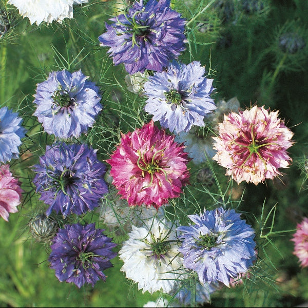 Nigella (love-in-a-mist) blue single flowers with lacy feathery foliage in a black nursery pot