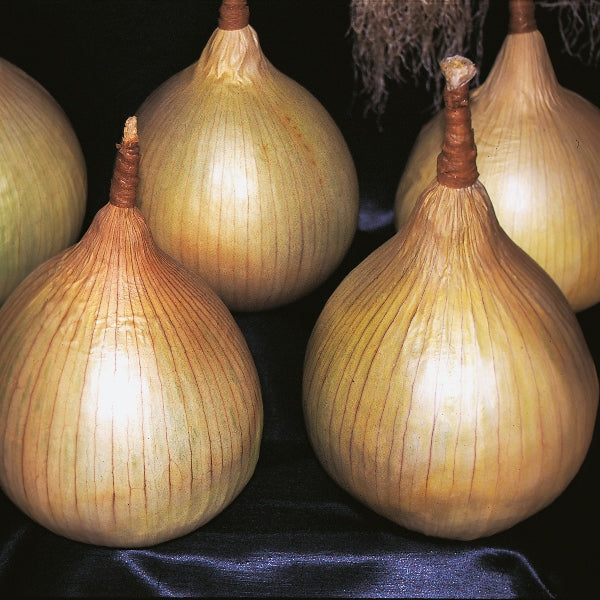Ailsa Craig onion bulbs, round pale-brown traditional mild-flavoured kitchen onion variety