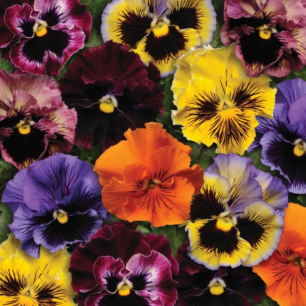 mixed bedding pansy plants with purple, yellow and white faces in nursery plug tray
