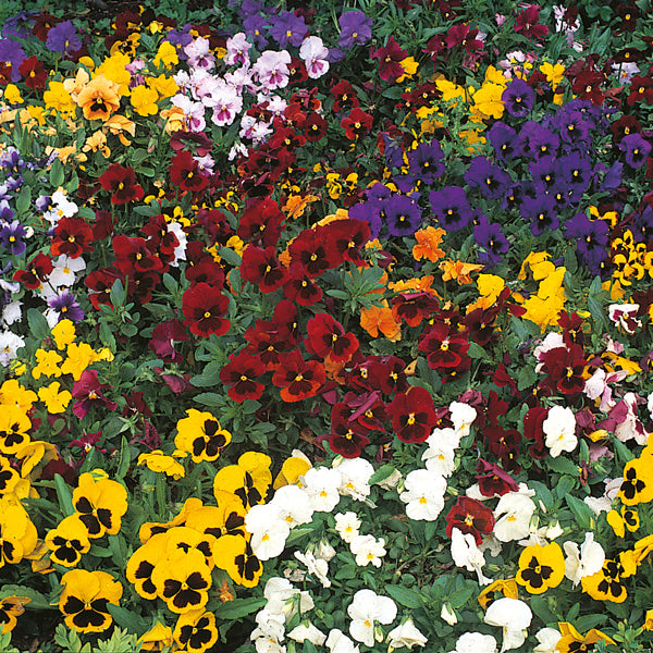 Close-up of mixed-colour pansy bedding plants with purple, yellow and white blooms for spring borders