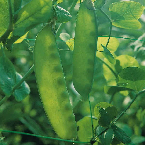 Carouby pea plants with green pea pods on stems and tendrils, ready for harvesting