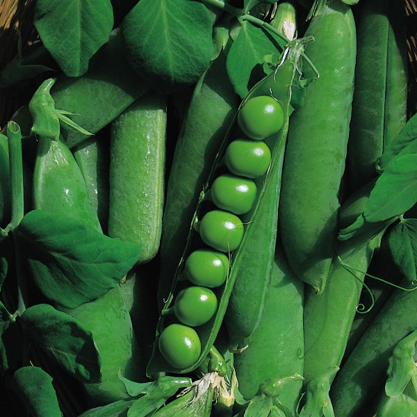 Onward pea plants with fresh green pods climbing a garden support ready for harvest