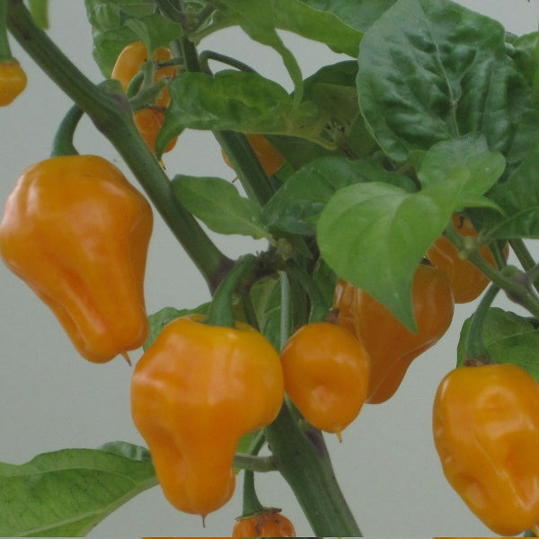 Trinidad Perfume chilli plant with glossy green foliage and clusters of orange-red tapered peppers