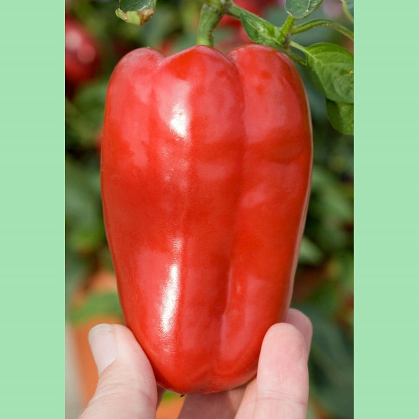 Redskin sweet pepper plant with glossy ripe red peppers ready for harvest