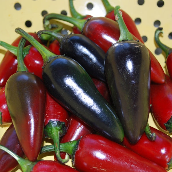 Hungarian Black chilli plant with glossy dark purple-black conical peppers among green foliage