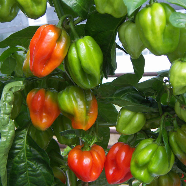 Scotch Bonnet chilli plant bearing clusters of bright red conical peppers on green foliage