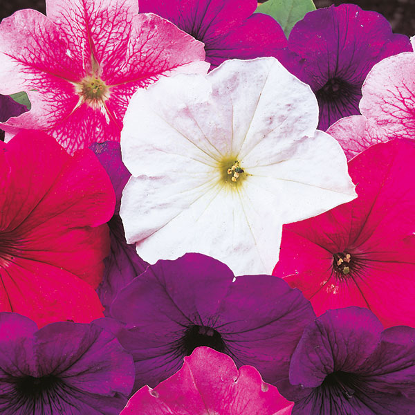 Trailing petunia mix with vibrant pink and purple flowers, ideal for hanging baskets and bedding