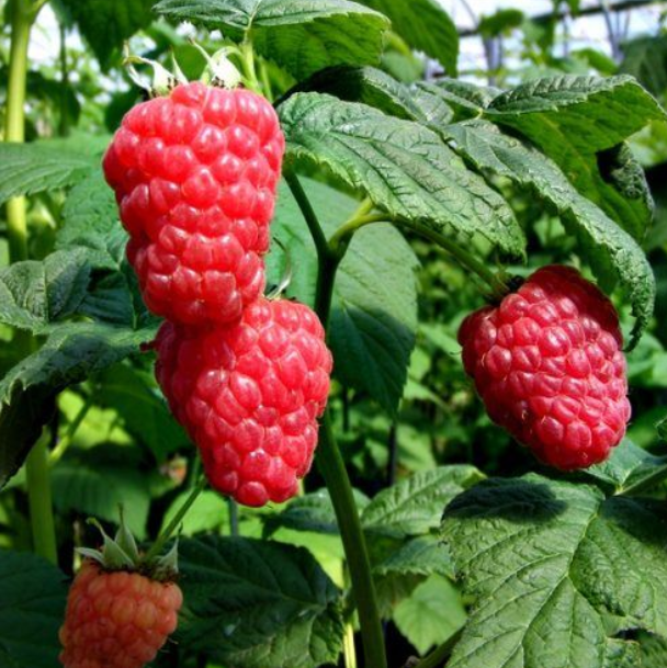 Pengelly Garden Centre webpage screenshot showing potted perennials, bedding plants, special offers and navigation bar