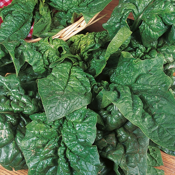 Giant Winter spinach plant with large dark green edible leaves, hardy winter vegetable variety for gardens