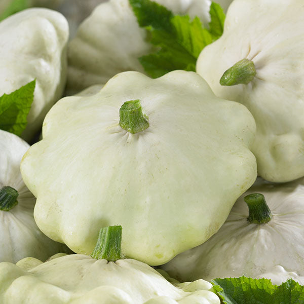 Custard pattypan squash, pale yellow scalloped summer squash