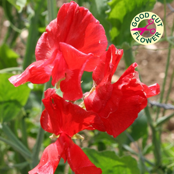 Sweet pea (Lathyrus odoratus) climbing plant with pink and purple scented pea flowers and feathery foliage