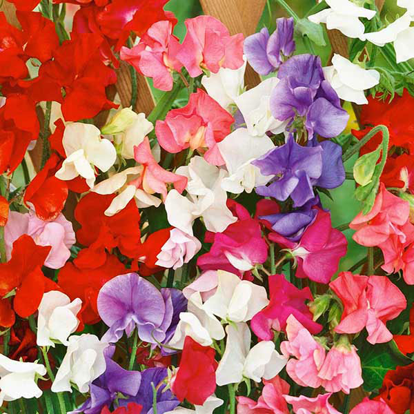Sweet pea (Lathyrus odoratus) pink and white scented blooms on twining stems with green foliage, cottage garden climber
