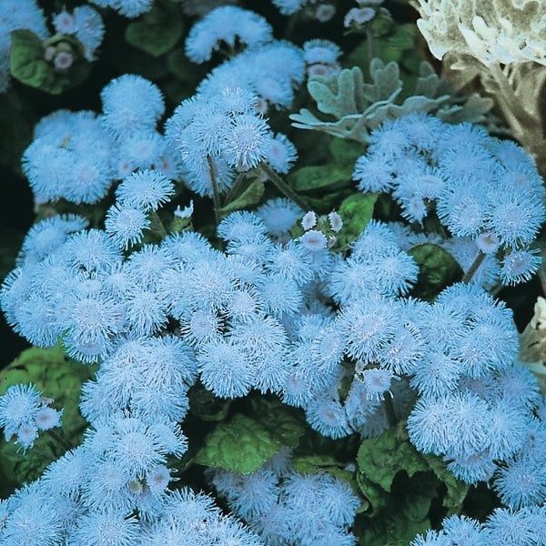 Ageratum (floss flower) cluster of small fluffy blue blooms with green foliage, bedding plant