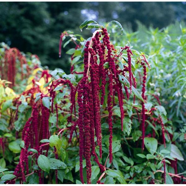 Deep red amaranthus with long drooping tassel blooms in a garden border