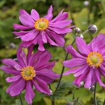 Pink Japanese anemone (Anemone hupehensis) flowering in a cottage garden border with lush green foliage