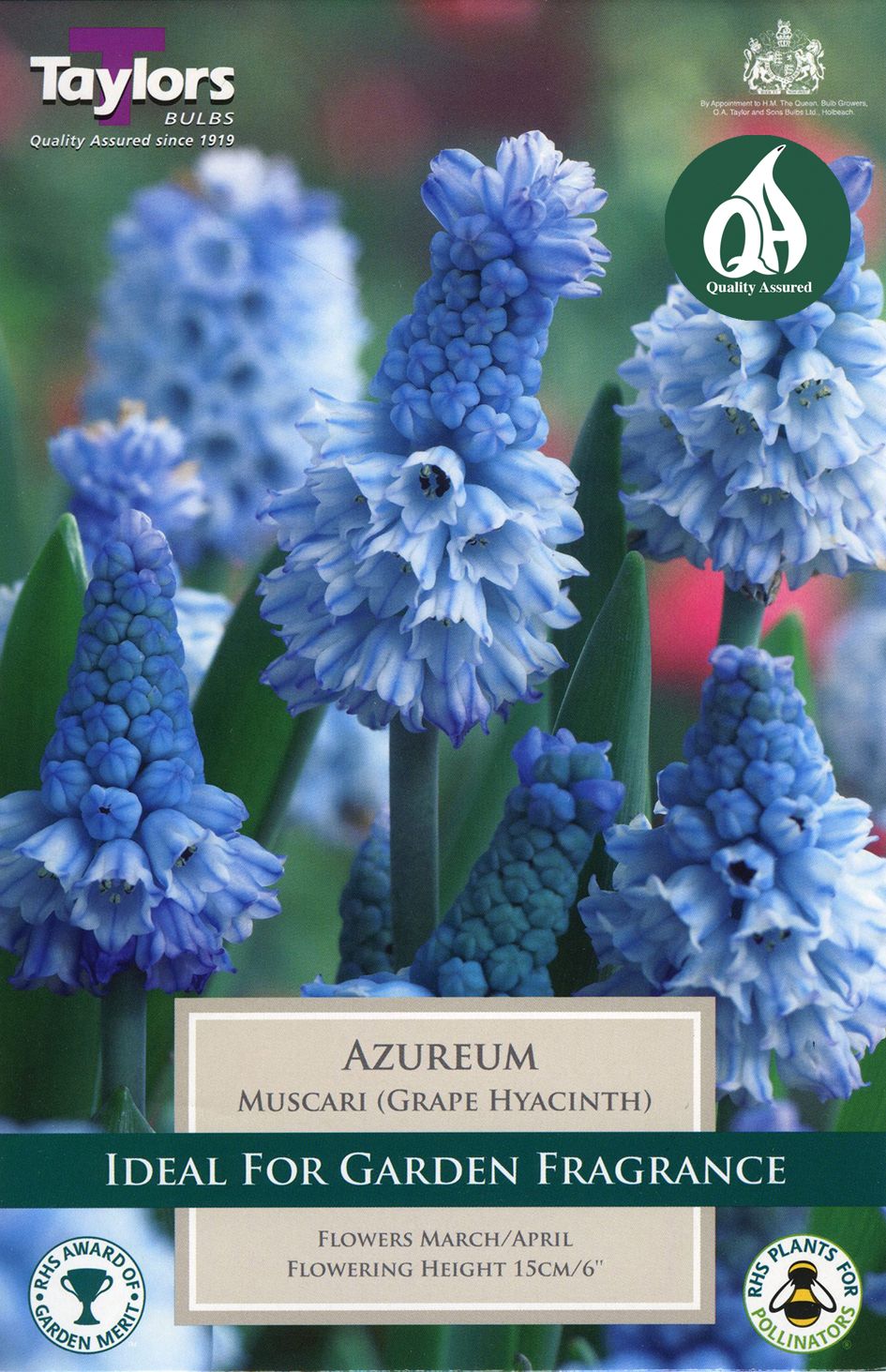 vibrant azure-blue shrub flowers with glossy green leaves in a terracotta pot at garden centre