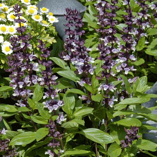 Fresh basil plant with bright green aromatic leaves, ideal for herb garden or kitchen windowsill