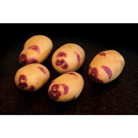 Blue Belle seed potatoes small round blue-skinned tubers in a bag ready for planting