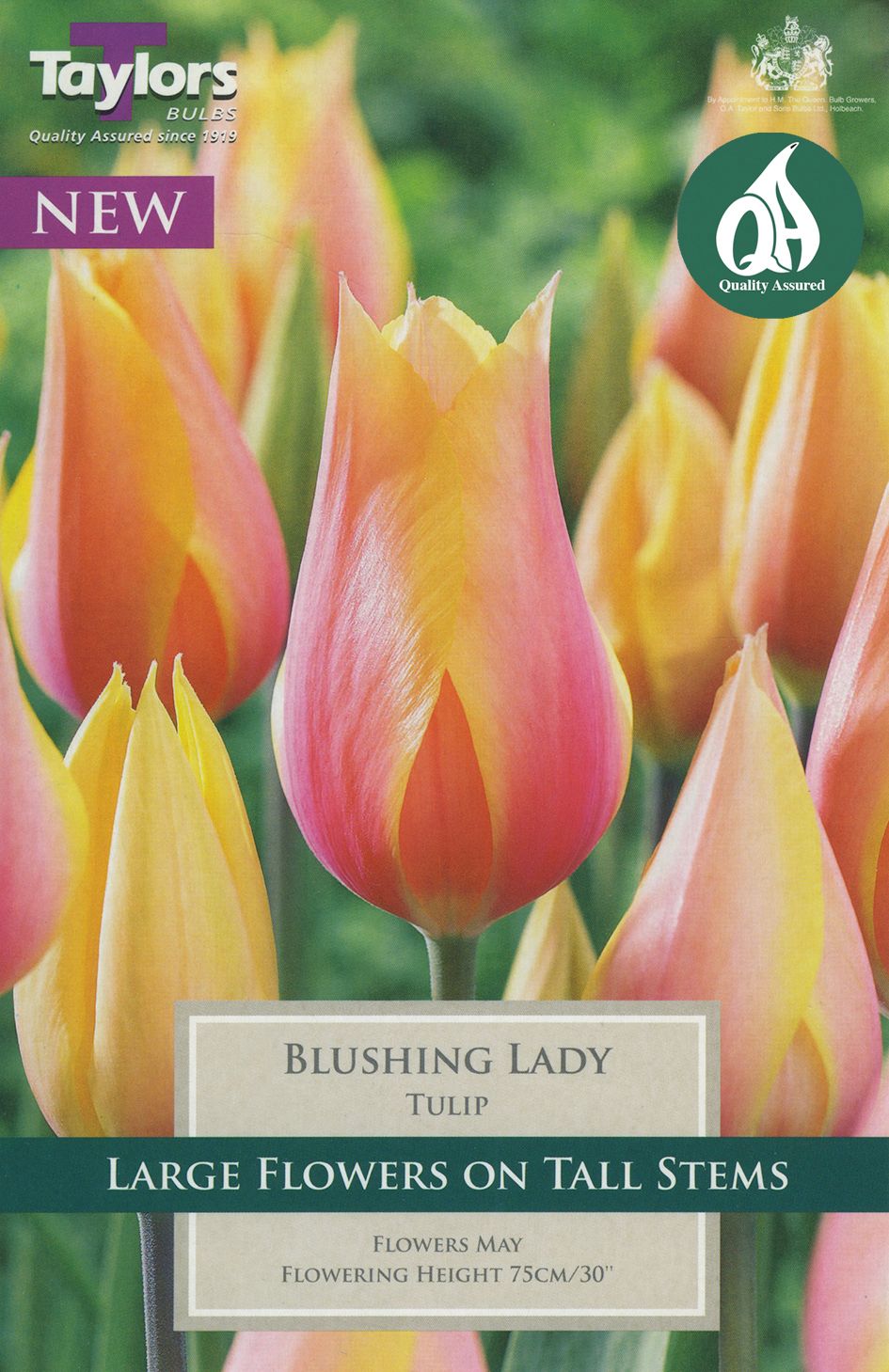 Blushing Lady flowering plant displaying soft pink clustered blooms with glossy green leaves