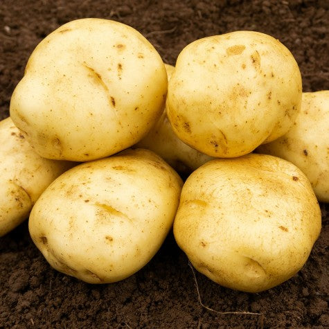 British Queen seed potato tubers arranged on wooden board, waxy salad potato variety for planting