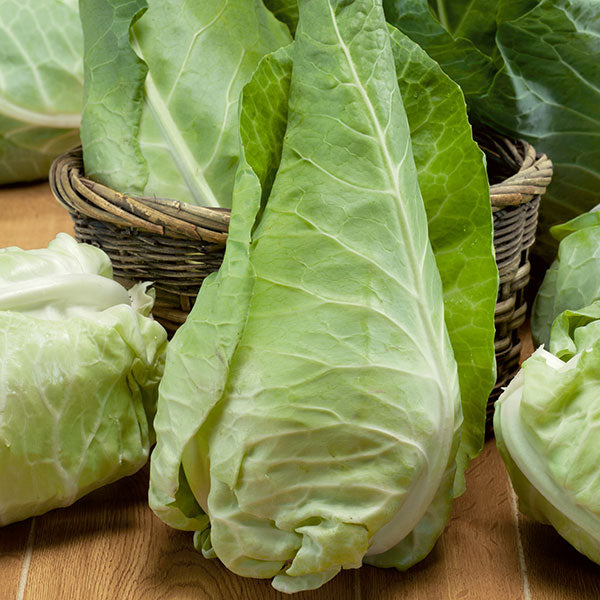 Spring cabbage seedlings planted in neat rows in a vegetable garden bed in April with fresh green leaves