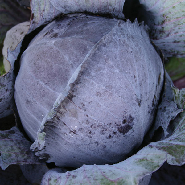 Mature round green cabbage Bewaar variety with crisp leaves, ready for planting or harvest