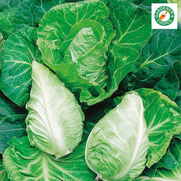 Greyhound cabbage plant (Brassica oleracea) showing compact round head with grey-green crinkled leaves