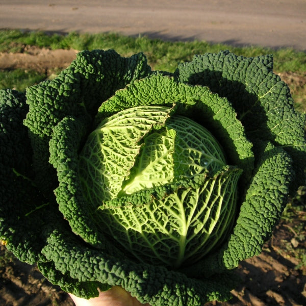 Savoy cabbage Resolution head with crinkled green leaves growing in soil, ready for harvest