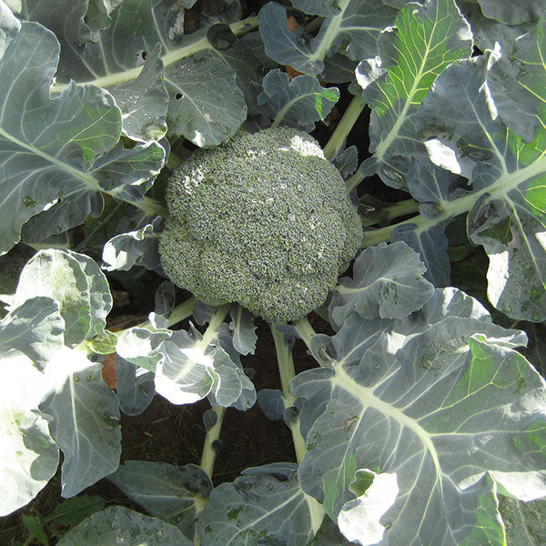 Calabrese Marathon broccoli plants with developing green heads ready for planting