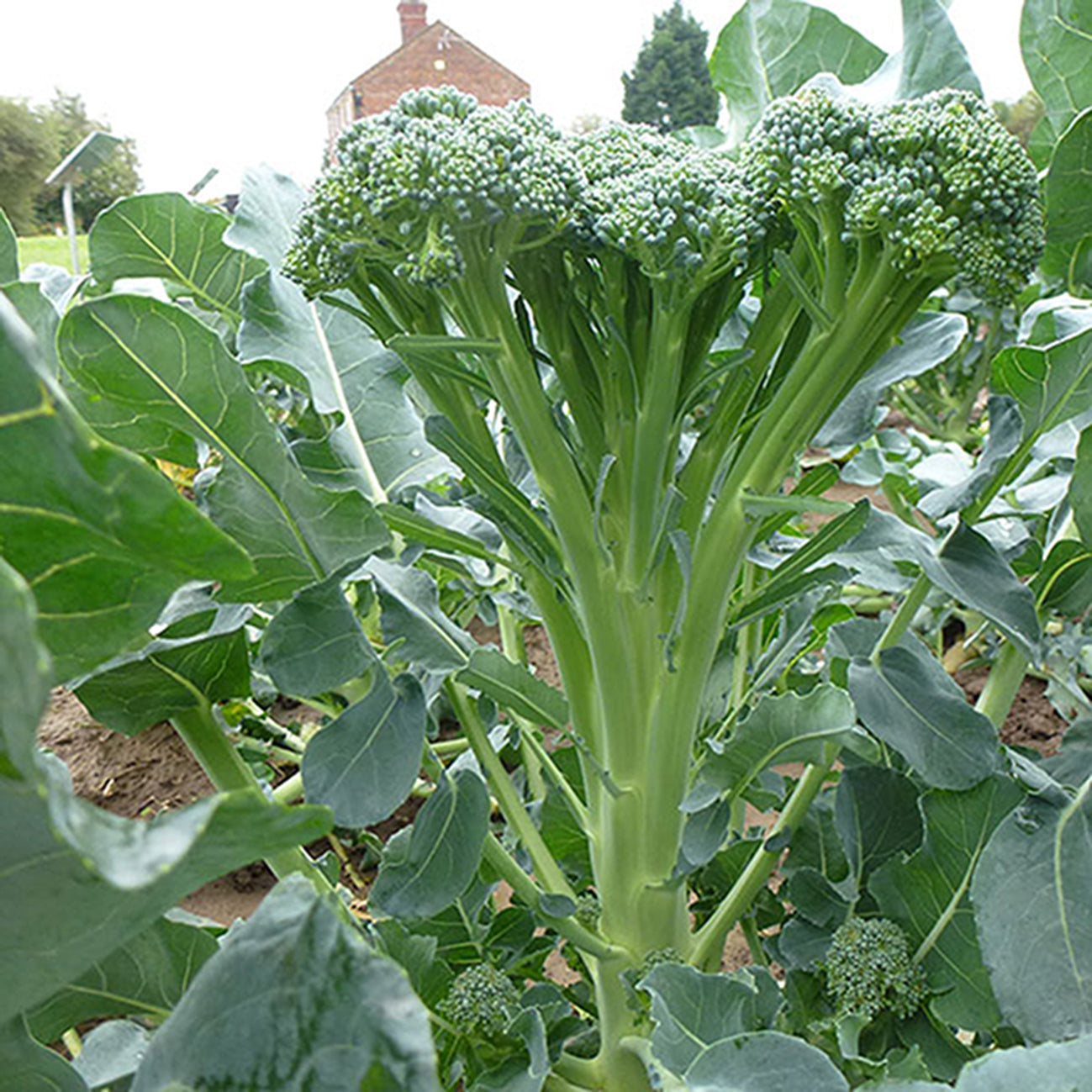 Calabrese broccoli seedlings in seed tray with green leaves ready for planting