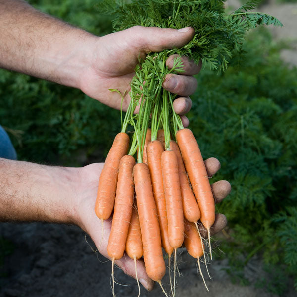 Adelaide carrots - short stump-rooted early orange carrots with green tops